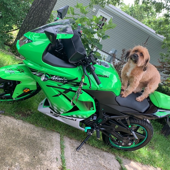 Meet your Posher, Sandro - Picture 2 of 2